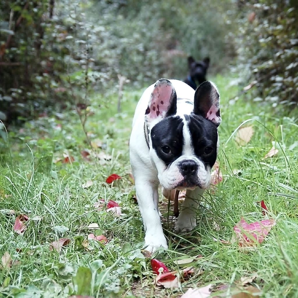 Small french bulldog walking through grass with a small black dog in the background