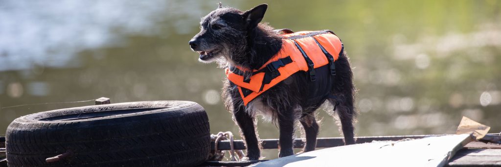Small dog wearing a life jacket near the water