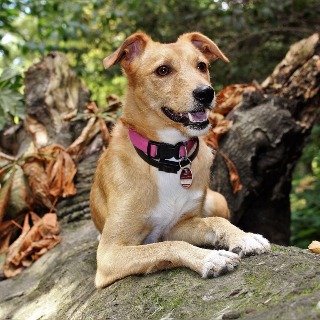Medium sized dog lying on a fallen tree 
