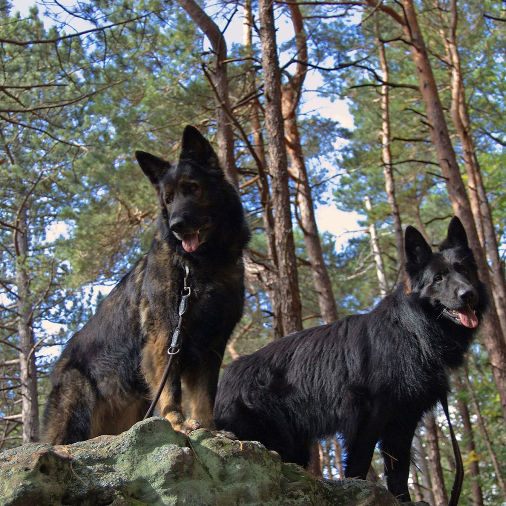 Two dogs standing on top of a hill looking down
