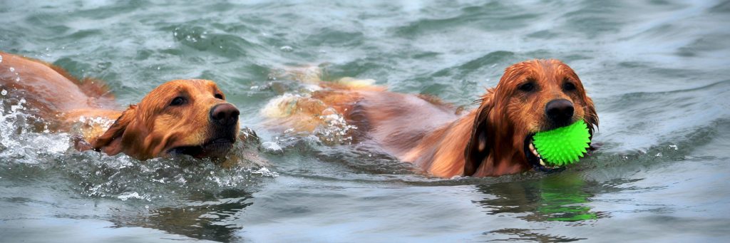 Two dogs swimming in water playing with a ball